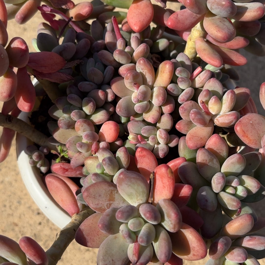 同温层多肉139苹果奶