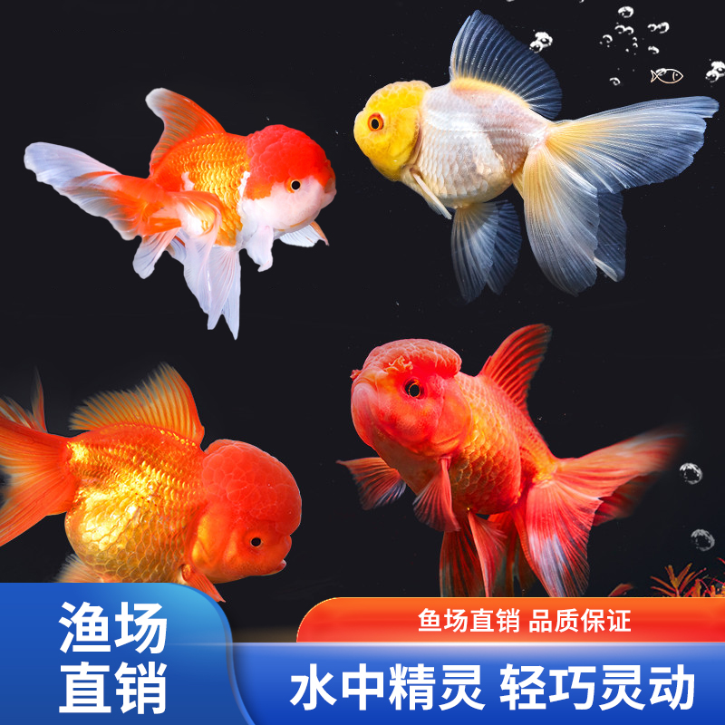 泰师金鱼冷水观赏鱼苗活体波妞奶牛蓝瘦泰狮好养耐活招财鱼