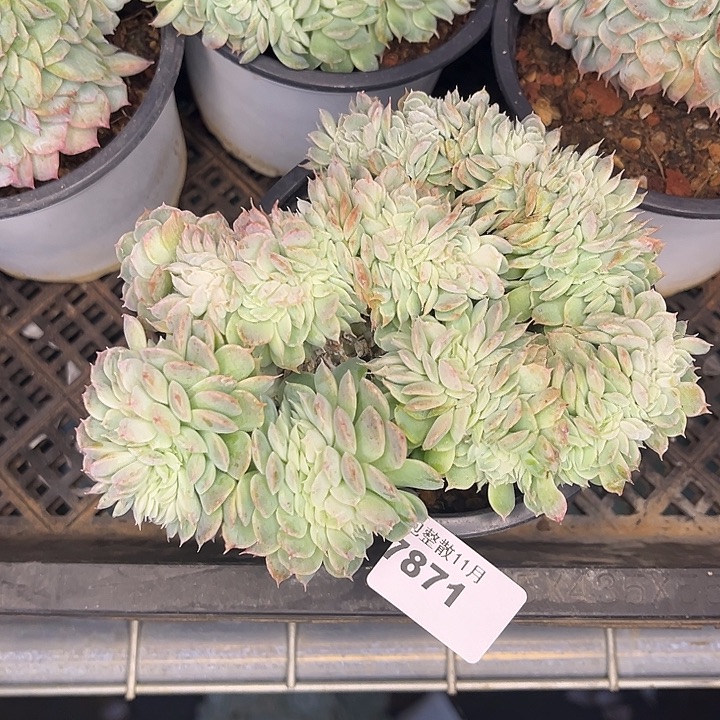 阿雅园艺。         7871