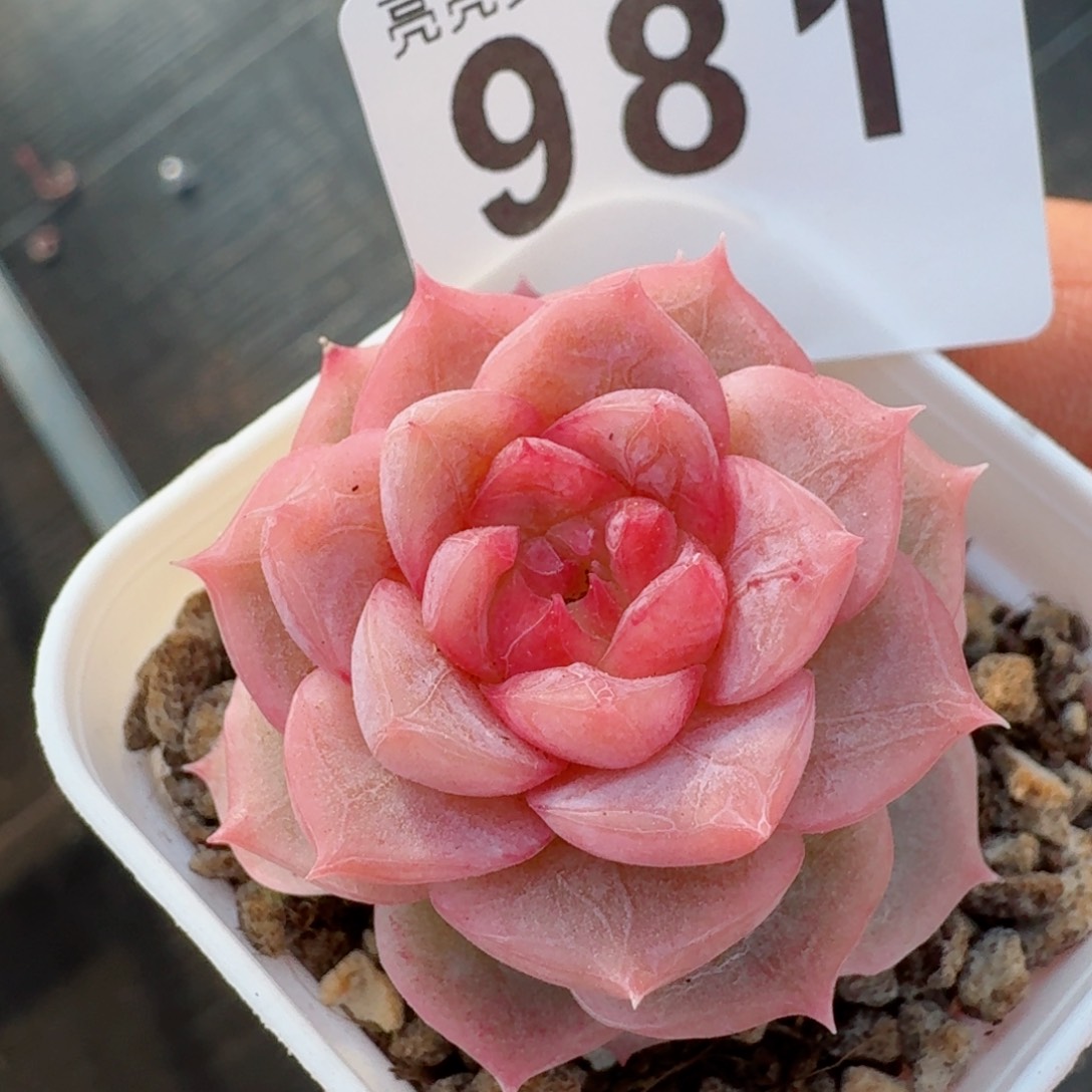 羽毛暗纹体         精品多肉