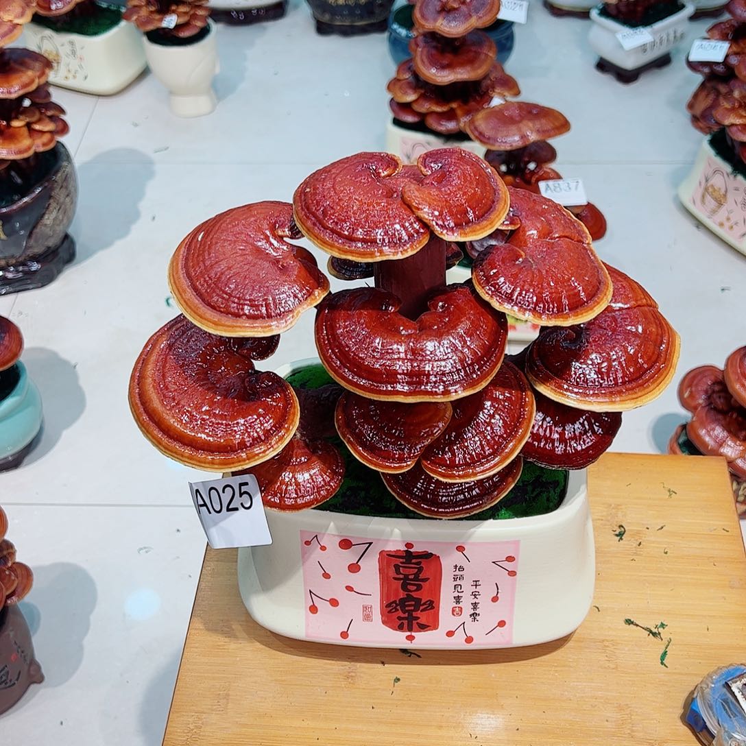 无花朵灵芝盆景025