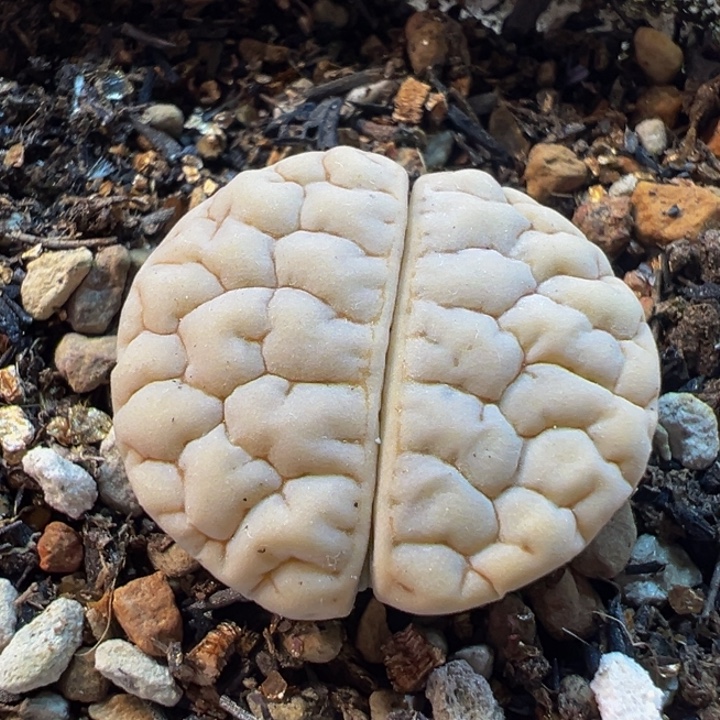 452多肉植物种类多样