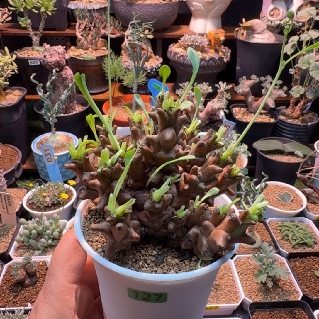 阿****蛮鬼塔127 仙人球