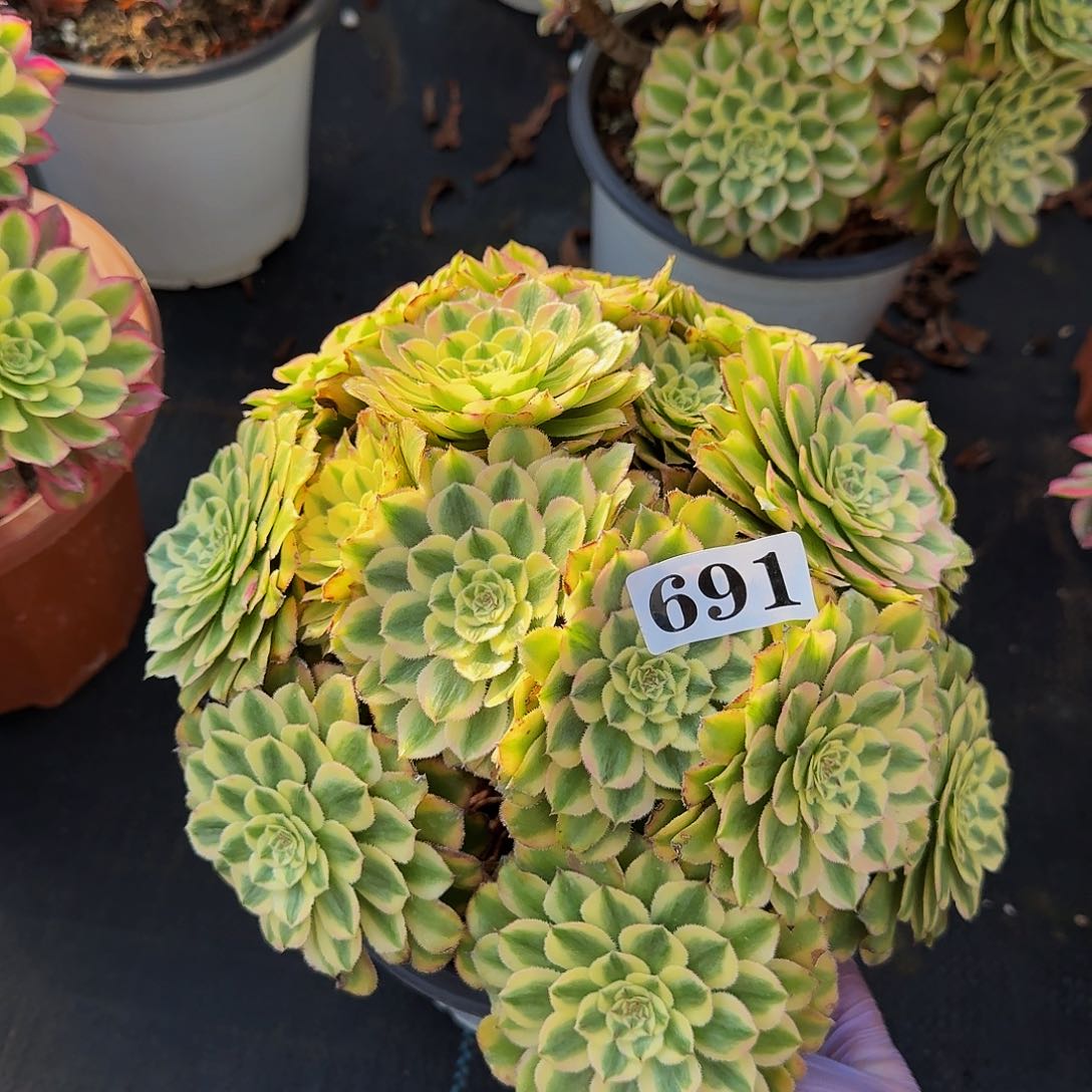 0000691黛玉玉丛林多肉植物