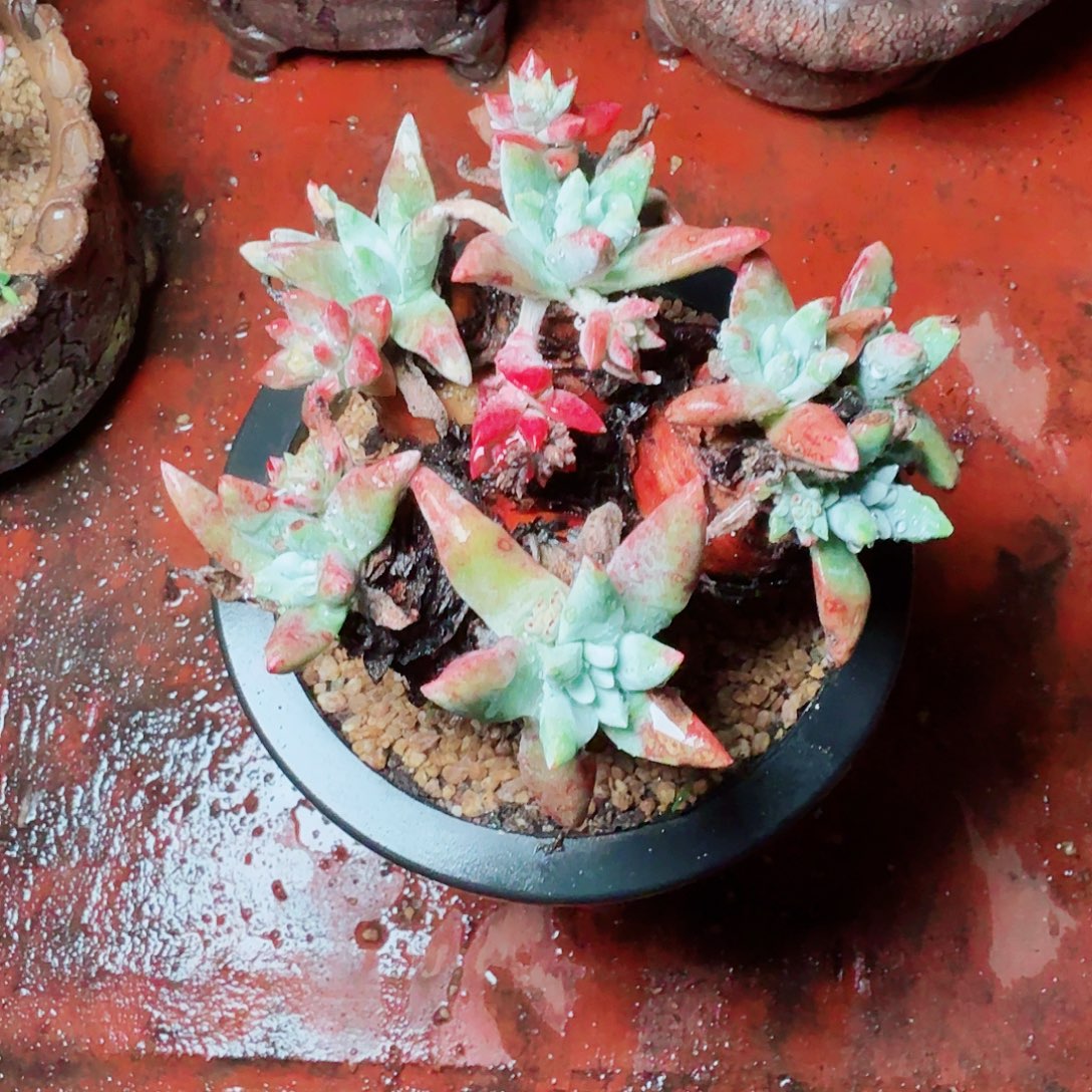 9502瑞吉娜仙女杯多肉