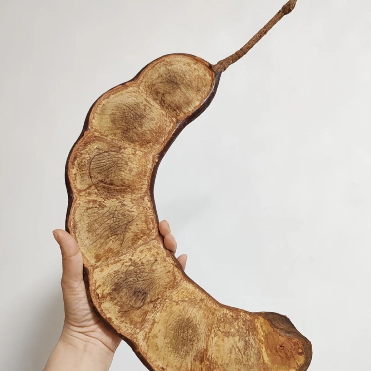 原生态云南榼藤大豆荚DIY材料