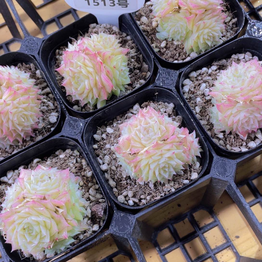 1513号 睫毛玫瑰花珍妮麦秆群一颗