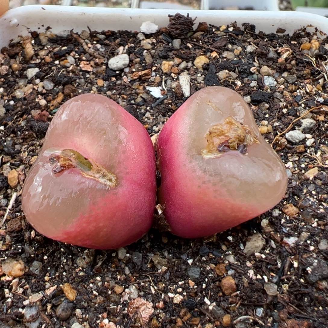 1.15好看的多肉051