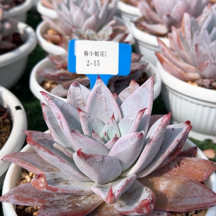 2.15泰迪熊一个脱土