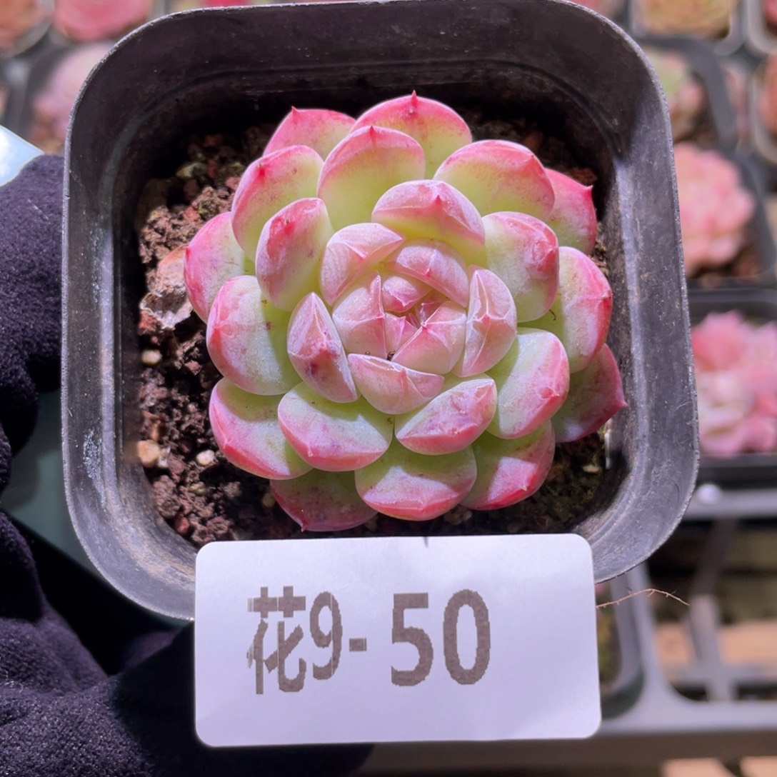 花利美9-50新品单头