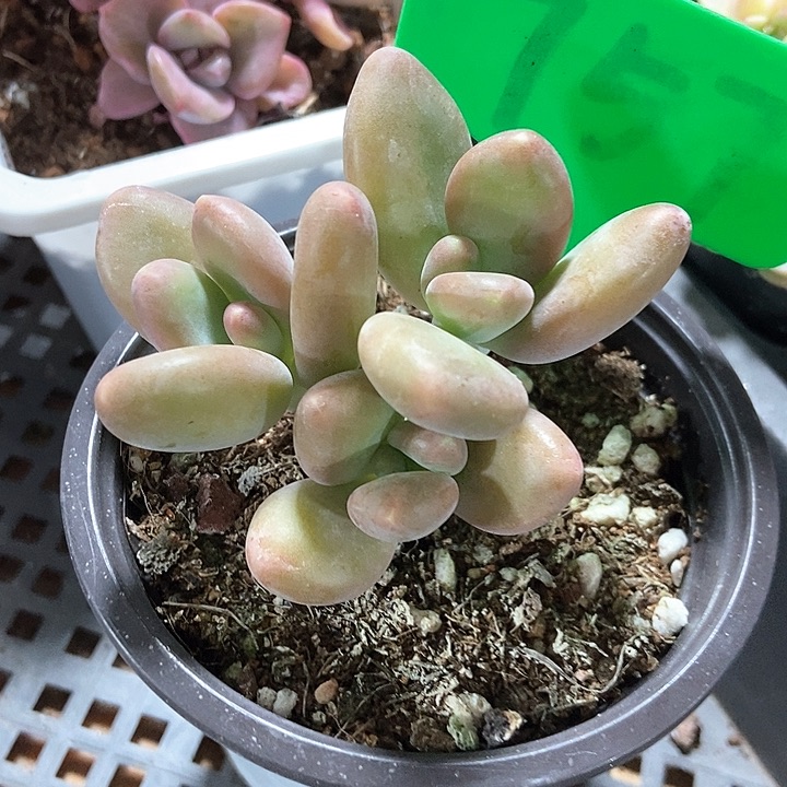 多肉植物芒果奶757