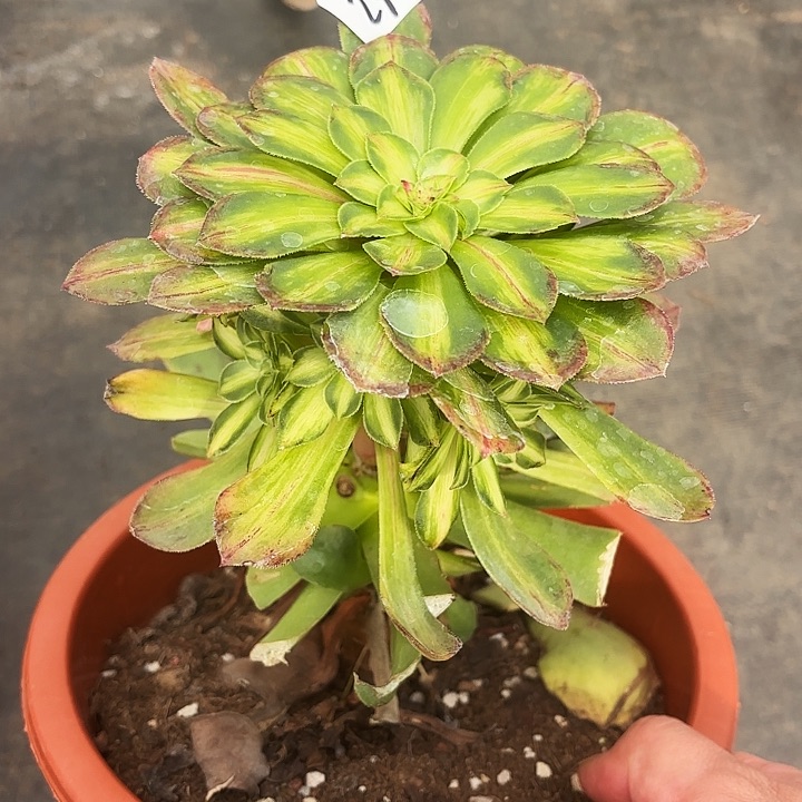 23知否群多肉植物植物