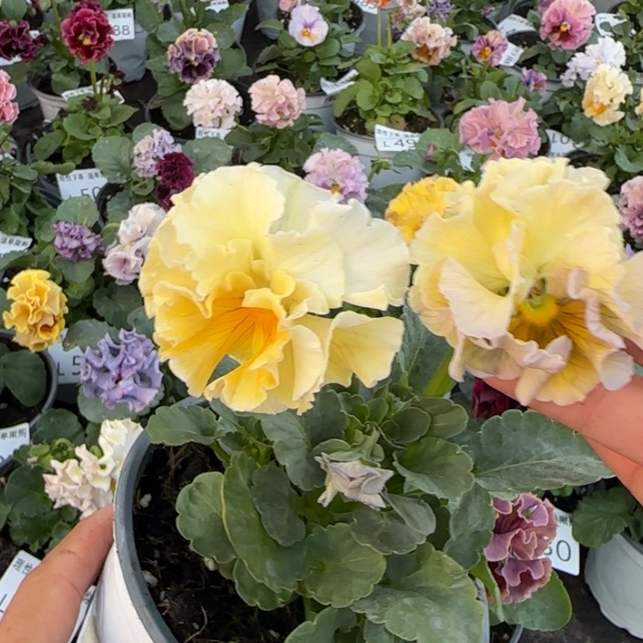 无花朵L539小苗默认苗晃零下5勿拍