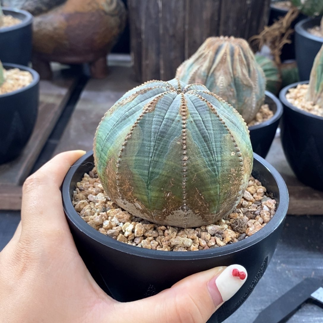 欧系实生布纹球一物一拍