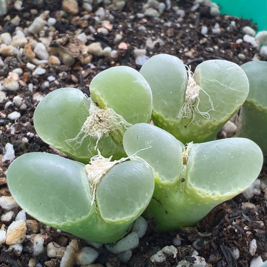 449。 优选大翻窗1799.12六年半母本 小干疤