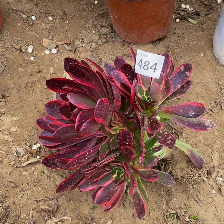 484金丝雀手捧新桩