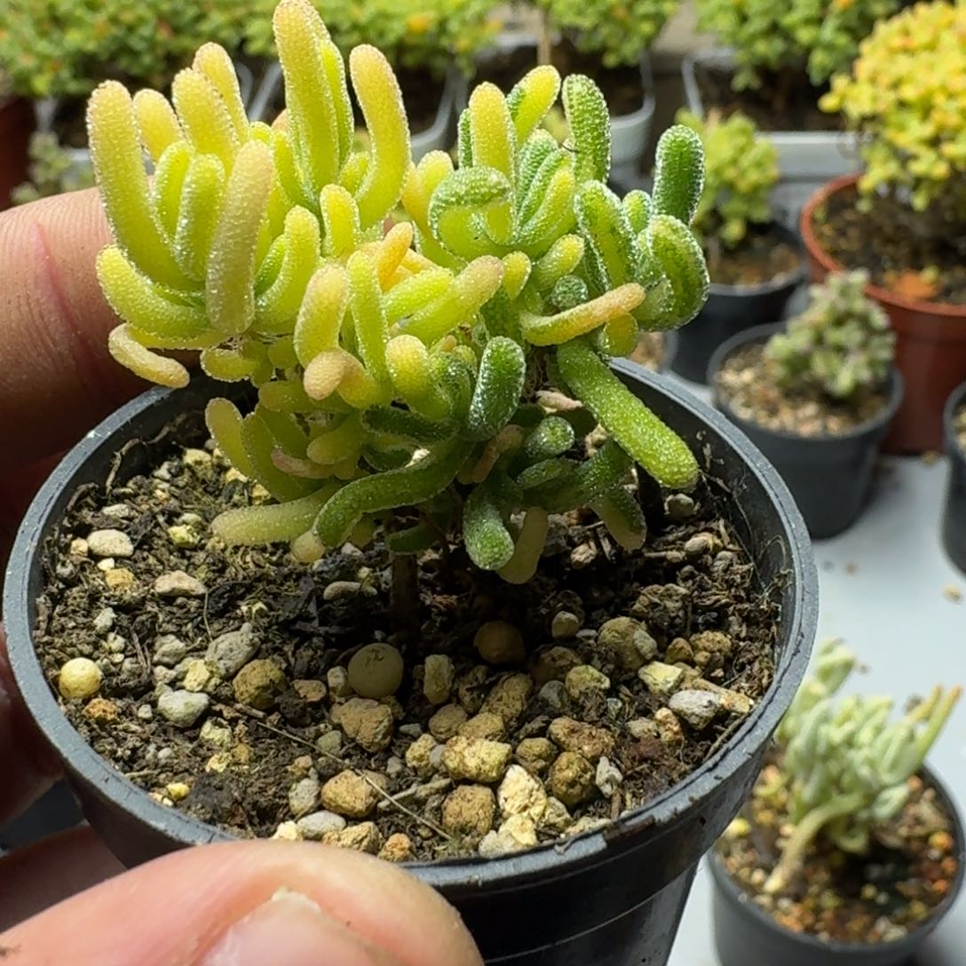 荧光兔锦 多肉植物枝干番杏