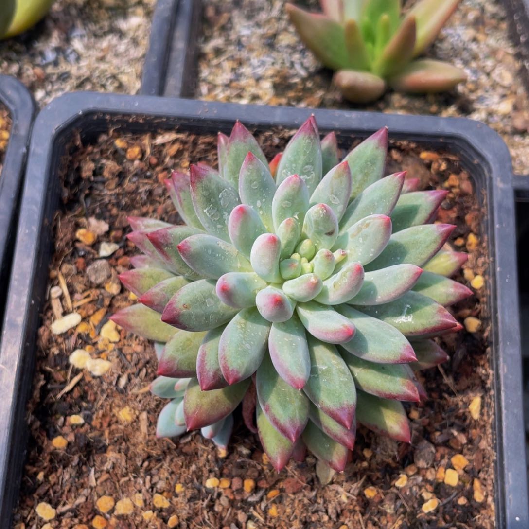 ?***比好看的多肉植物