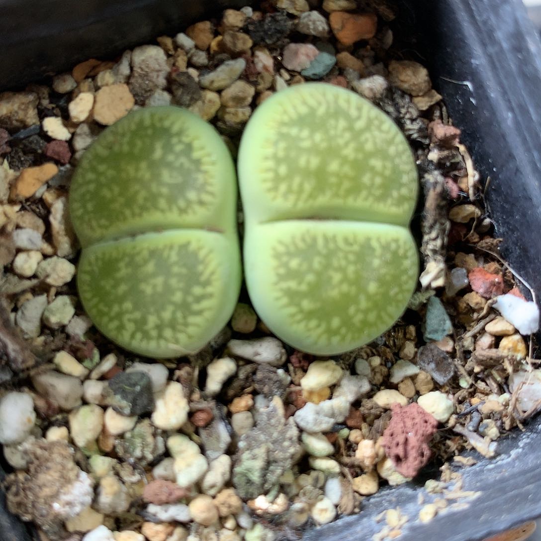 G309多肉植物保护研究所