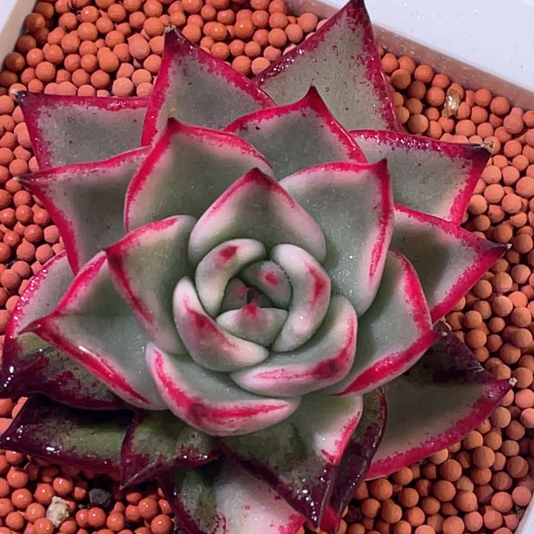 多肉特价玛琳娜锦