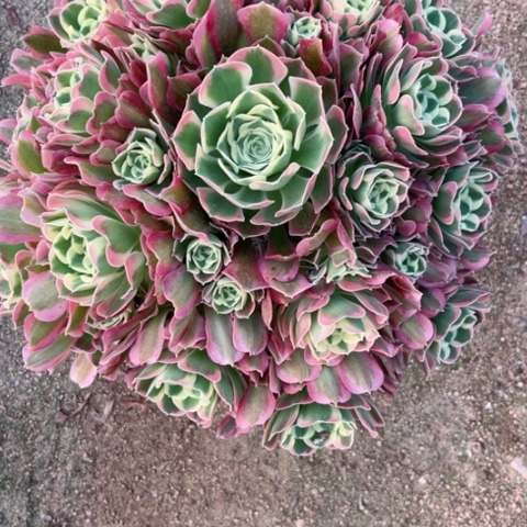 多肉植物雨花石锦，