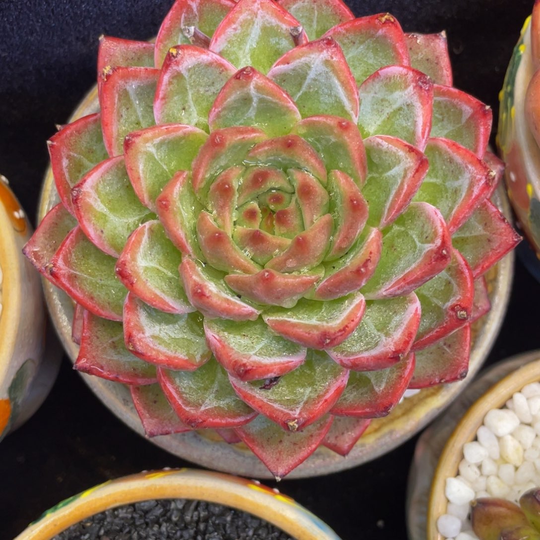多肉植物盆栽多肉