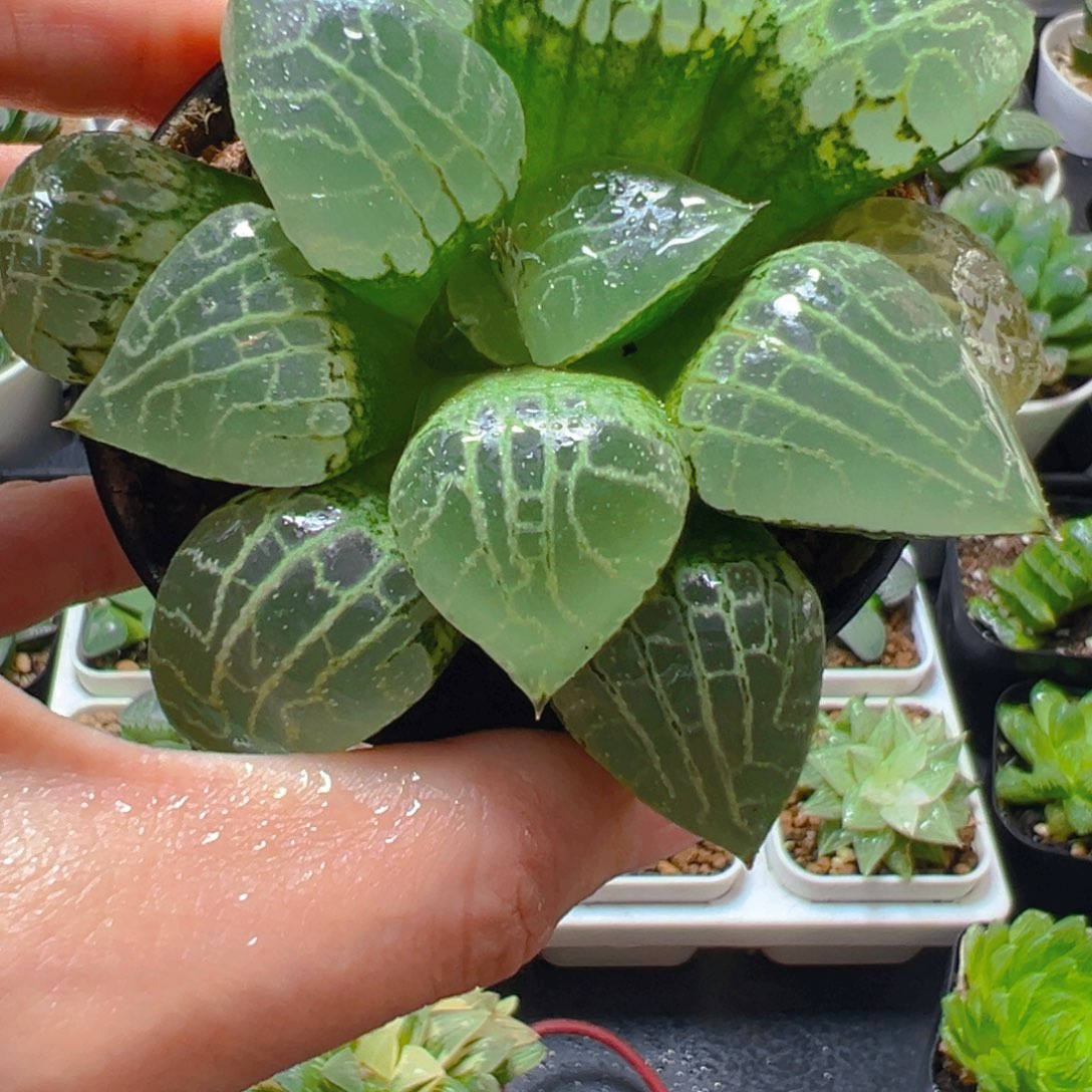 2052多肉植物一颗多肉