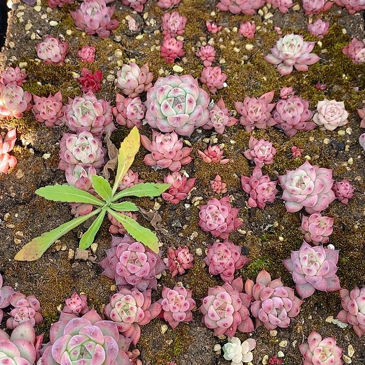 135 多肉植物盆栽花卉盆栽