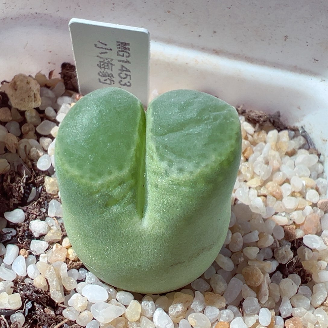 1222-341多肉多日小海豹