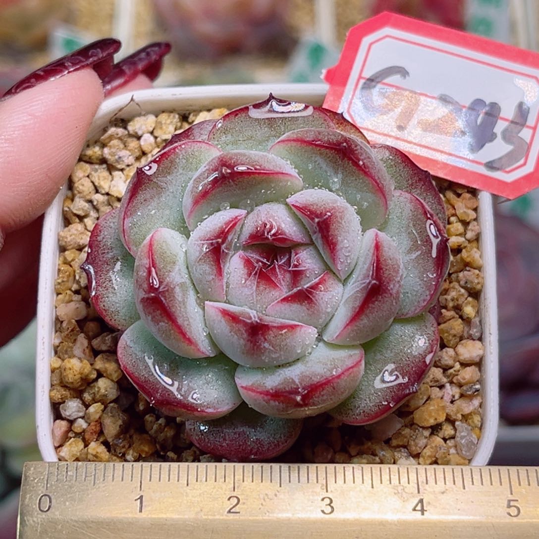 G243一物一拍 墨梅