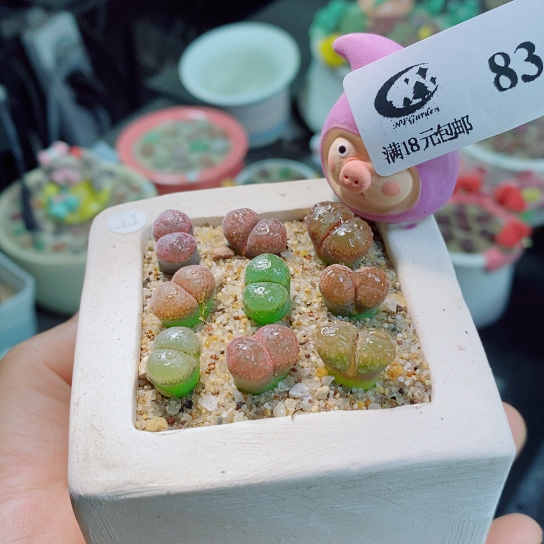 困***士生石花花花花花花花花83