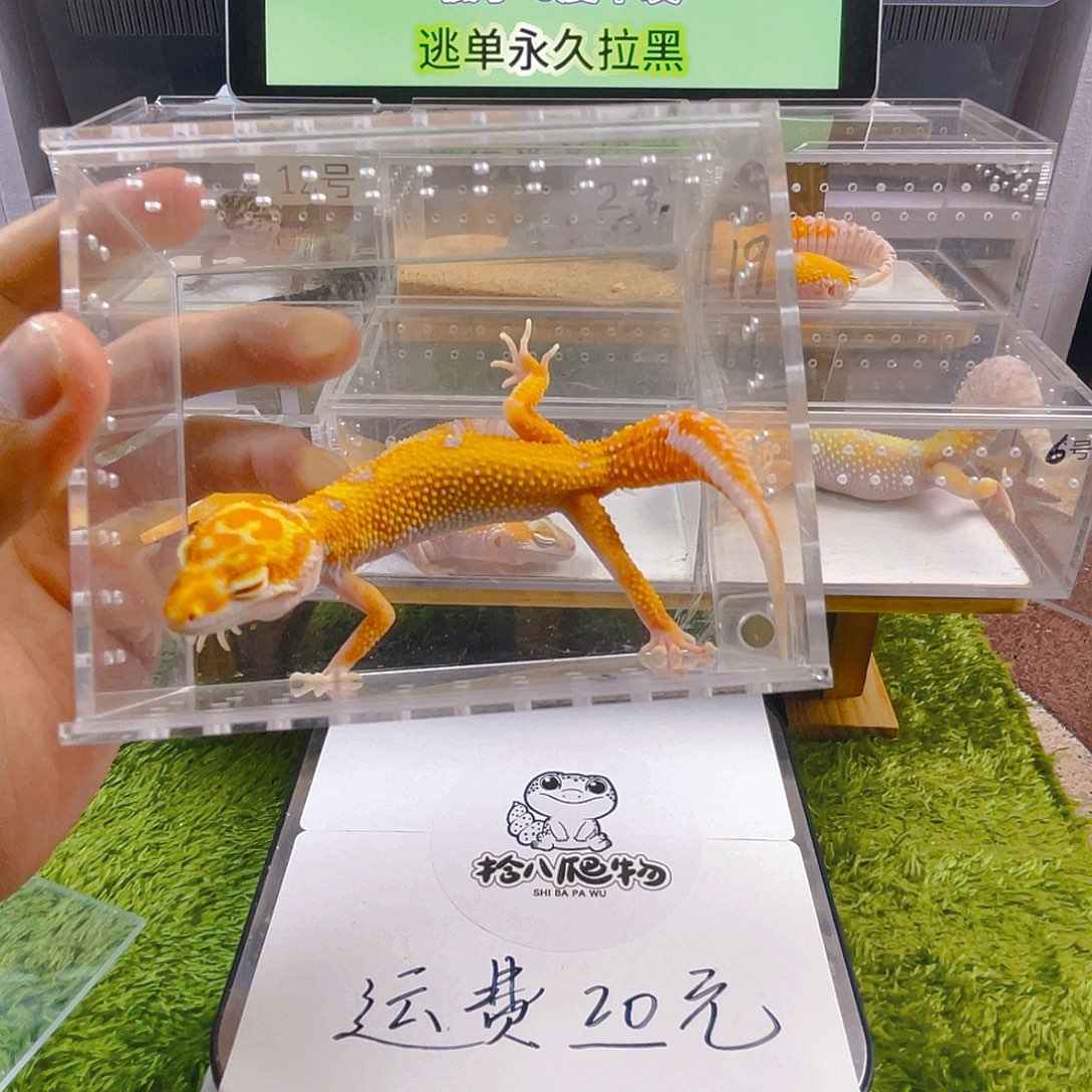 豹纹守宫豹纹守宫苗子成体亚成