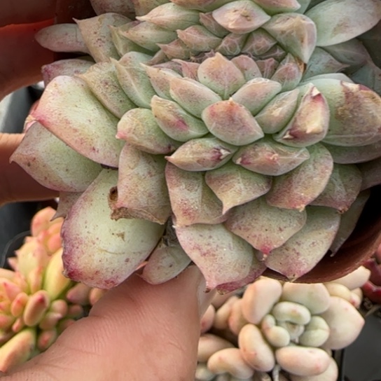 570女王缀一物一拍多肉