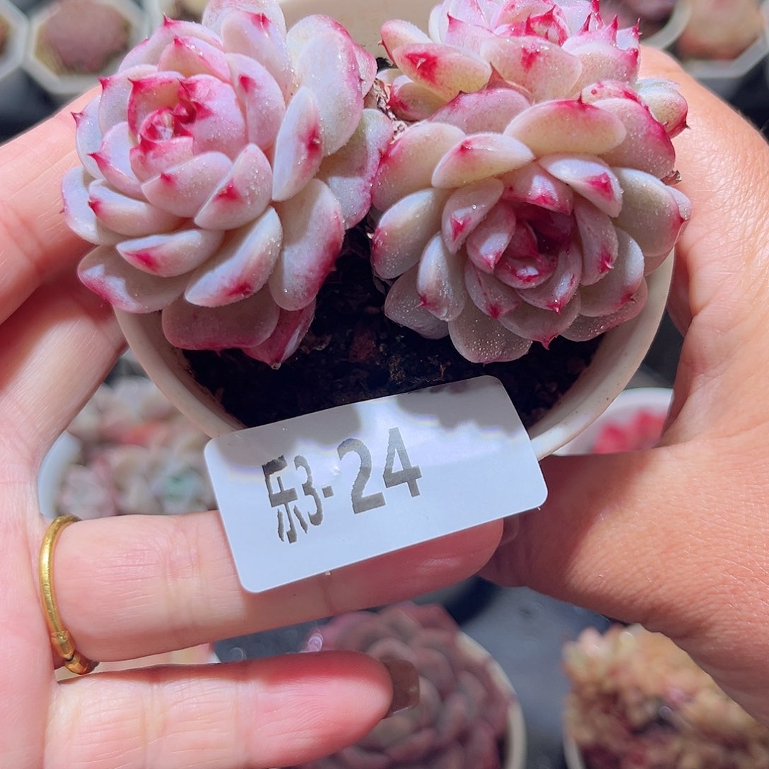 乐3-24 天鹅绒群 