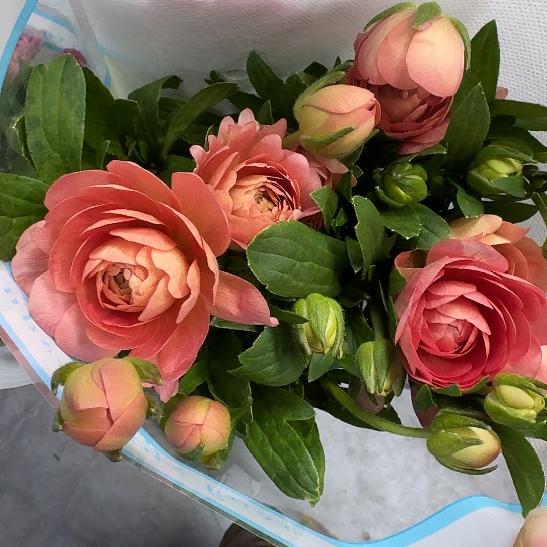 完全开放鲑鱼蝴蝶5支！任选三件顺丰空运包邮