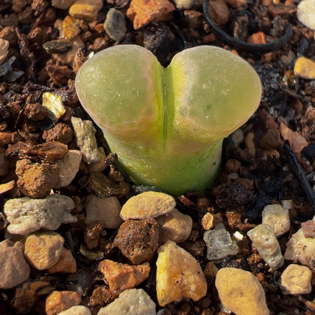 641多肉植物种类和