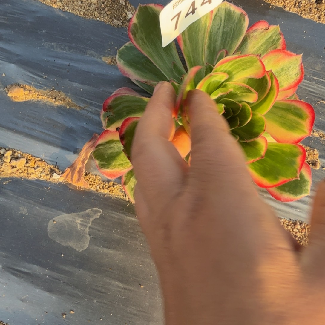 744桃花坞。多肉植物