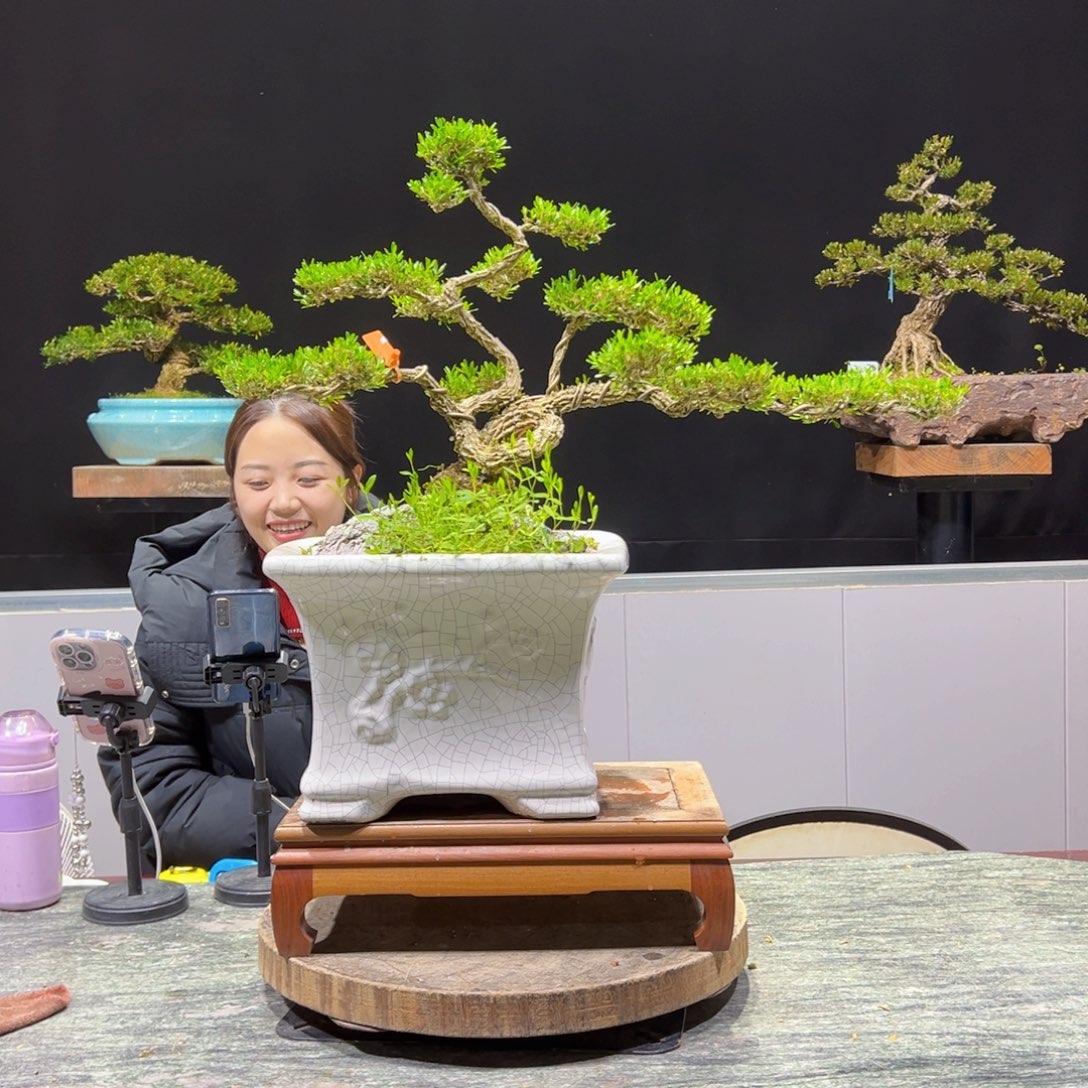 绿植黄杨盆景盆景