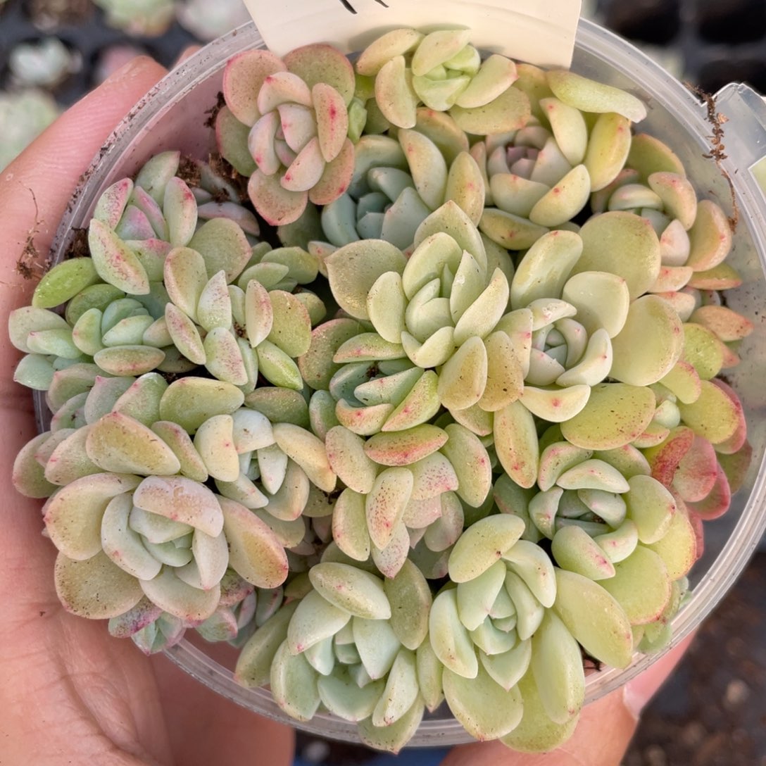 111 花生露播种切糕苗苗