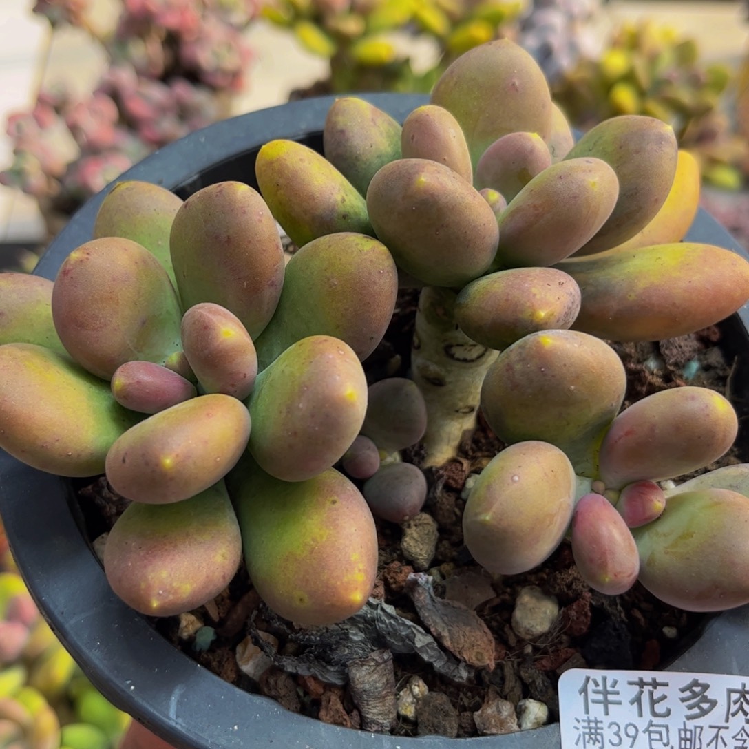 666/10cm芒果奶多肉
