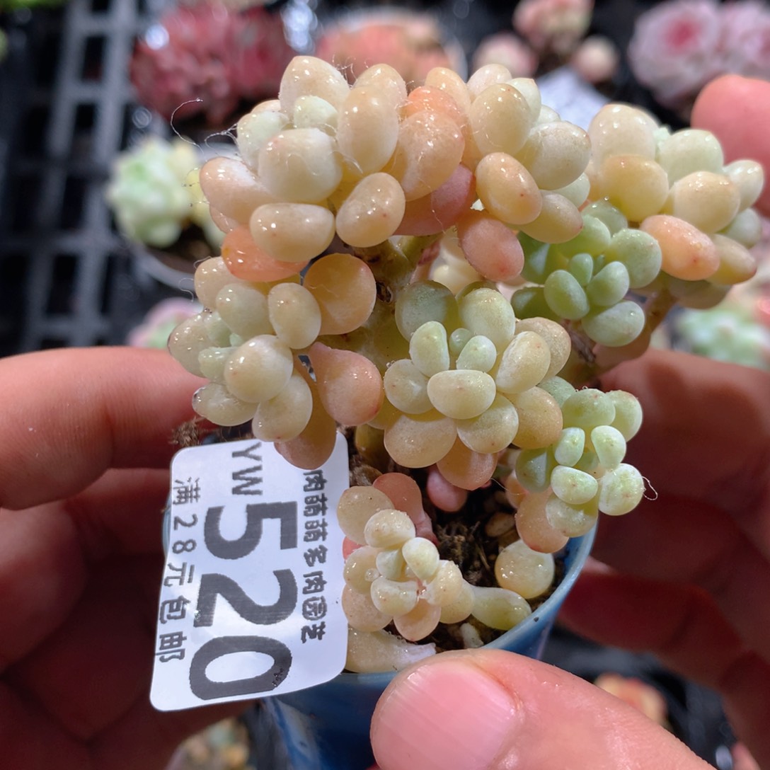 5CM拇指盆精控多肉YW520