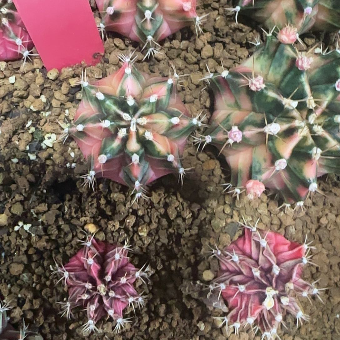 L727-1225泰国发货 608