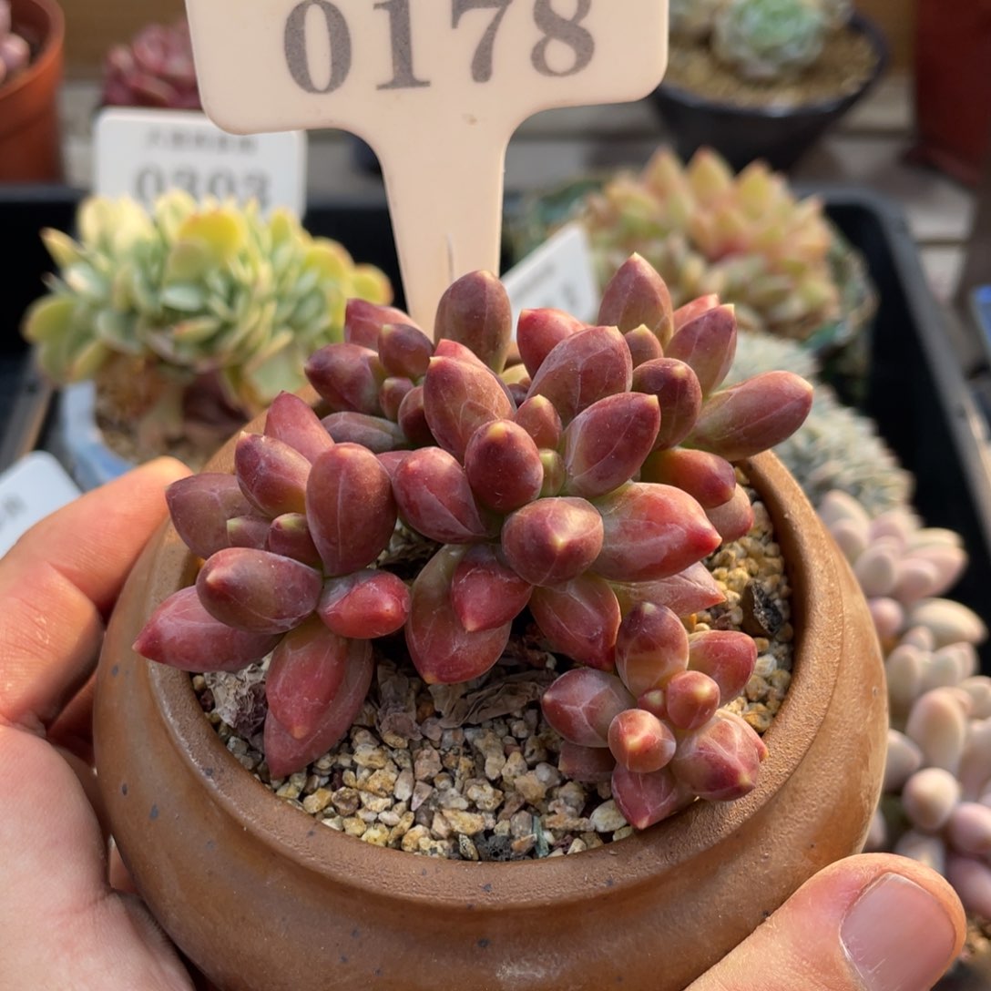 0178千代田不带盆8厘米