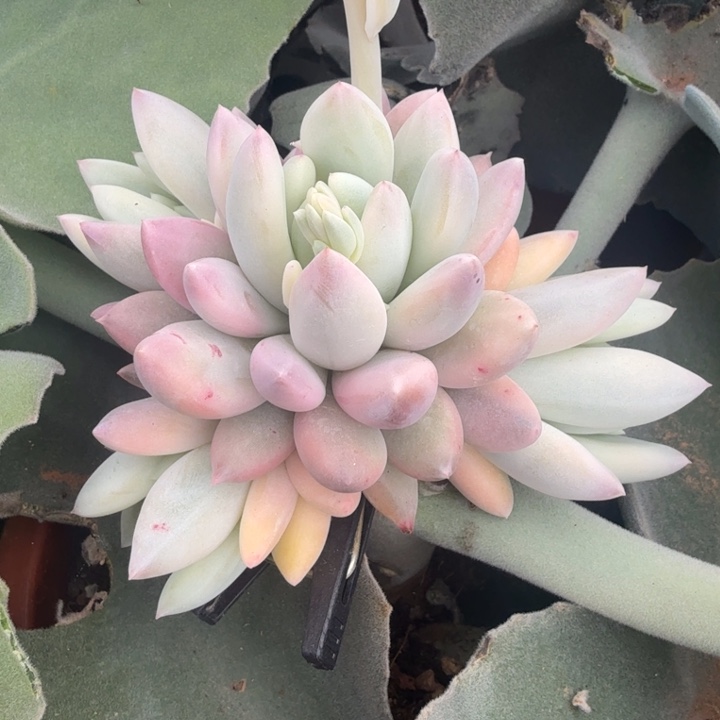 所罗门巨人锦 腹轮锦模特