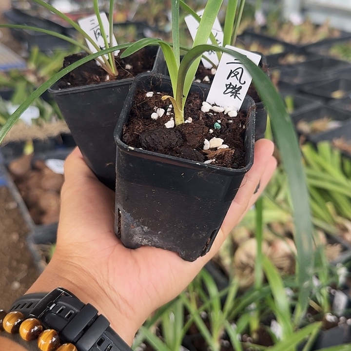 三凤蝶朱顶红一棵小苗带盆发
