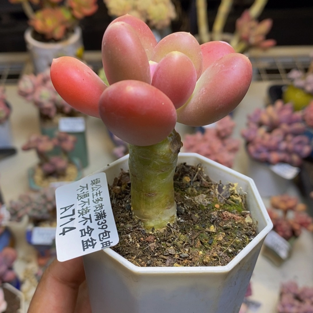 714金蟾多肉肉5c m