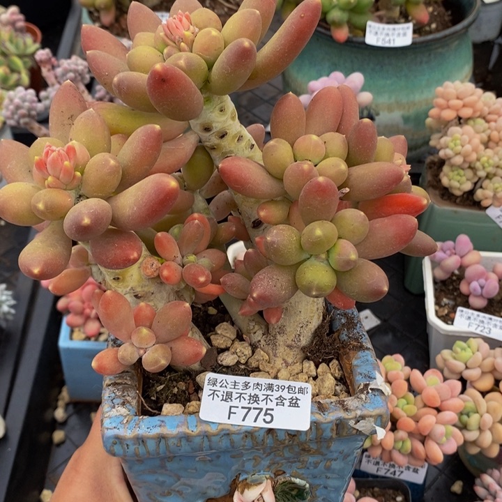 芒果奶12cm775多肉植物