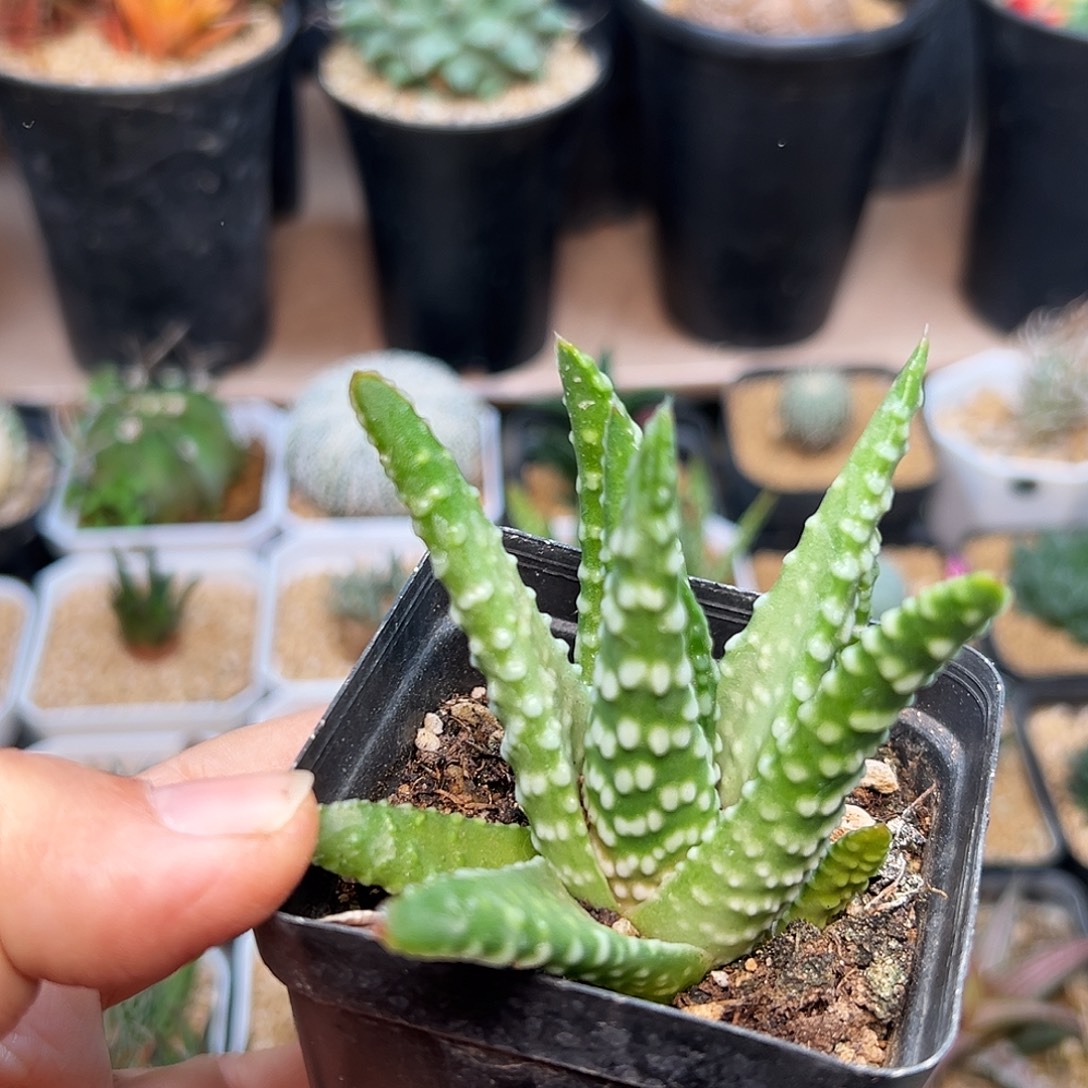 银尤大尤十二卷一颗