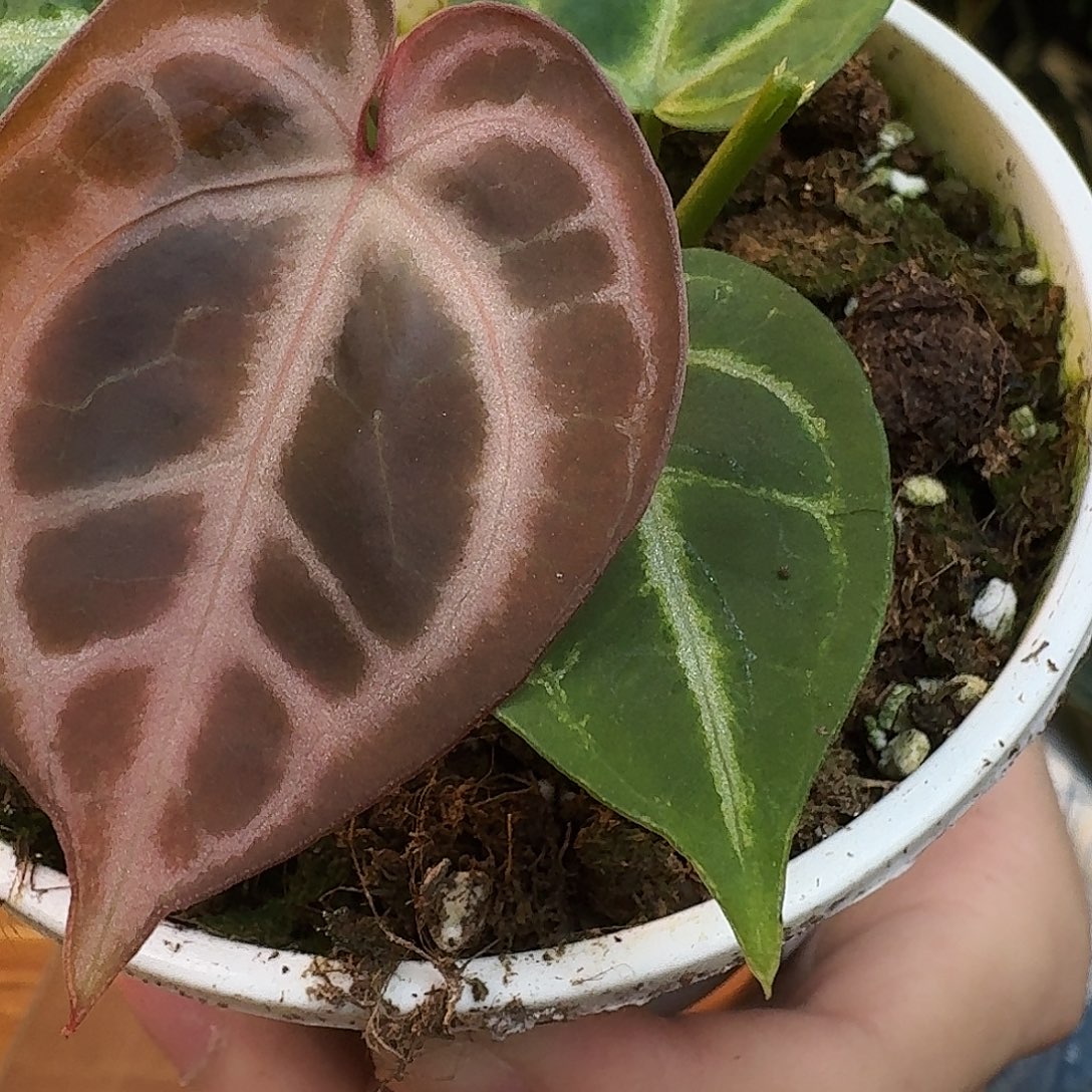 完全开放R184银红杂银色闪光