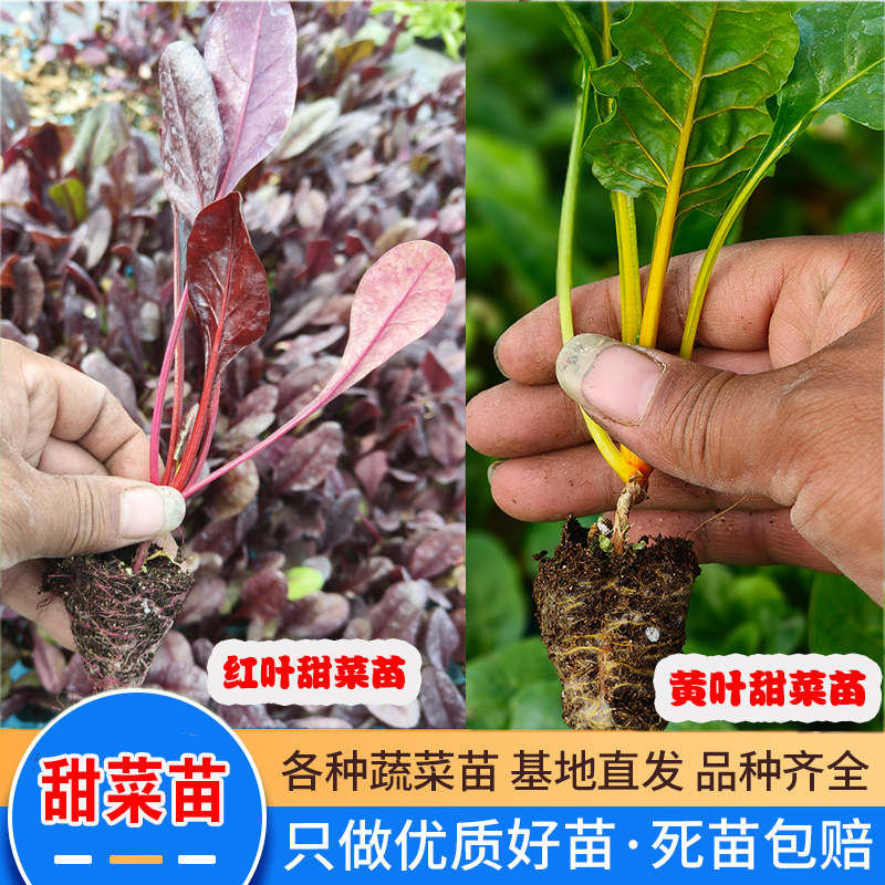 高甜甜菜秧苗红梗红叶甜菜苗多茬采收阳台四季盆栽黄甜菜苗蔬菜苗